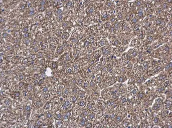 Anti-GOT2 antibody used in IHC (Paraffin sections) (IHC-P). GTX101929