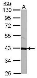 Anti-GOT2 antibody used in Western Blot (WB). GTX101929