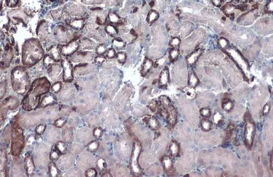 Anti-GOT2 antibody used in IHC (Paraffin sections) (IHC-P). GTX101930