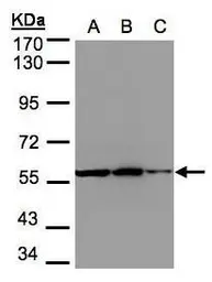 Anti-PHGDH antibody [N1N2], N-term used in Western Blot (WB). GTX101948