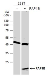 Anti-RAP1B antibody used in Western Blot (WB). GTX101950
