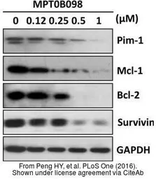 Anti-MCL1 antibody used in Western Blot (WB). GTX102026