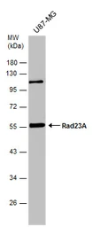 Anti-RAD23A antibody [N3C3] used in Western Blot (WB). GTX102032