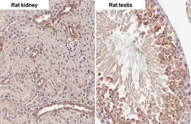 Anti-ADAMTSL2 antibody [C3], C-term used in IHC (Paraffin sections) (IHC-P). GTX102069