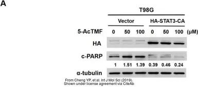 Anti-alpha Tubulin antibody used in Western Blot (WB). GTX102078