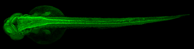 Anti-alpha Tubulin antibody used in IHC (Whole mount) (IHC-Wm). GTX102078