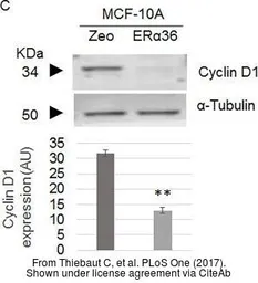 Anti-alpha Tubulin antibody used in Western Blot (WB). GTX102079