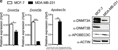 Anti-APOBEC3C antibody used in Western Blot (WB). GTX102164