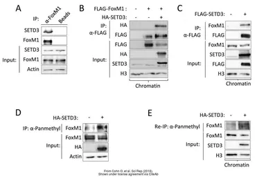 Anti-FOXM1 antibody used in Western Blot and Immunoprecipitation (WB IP). GTX102170
