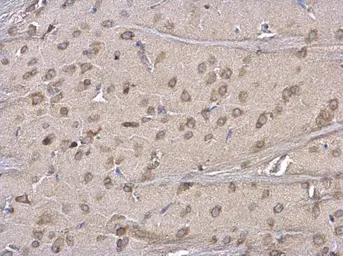Anti-ERP29 antibody used in IHC (Paraffin sections) (IHC-P). GTX102225