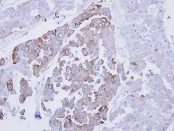 Anti-ERP29 antibody used in IHC (Paraffin sections) (IHC-P). GTX102225
