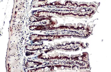 Anti-KAP1 antibody [N3C2], Internal used in IHC (Paraffin sections) (IHC-P). GTX102226