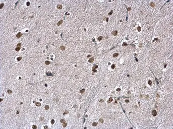 Anti-KAP1 antibody [N1N2], N-term used in IHC (Paraffin sections) (IHC-P). GTX102227