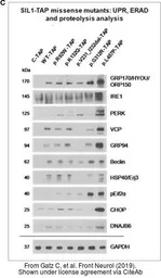 Anti-ORP150 antibody [C2C3], C-term used in Western Blot (WB). GTX102255
