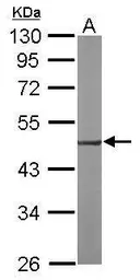 Anti-EEF1A2 antibody used in Western Blot (WB). GTX102326