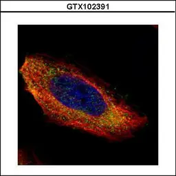 Anti-MEK1 antibody used in Immunocytochemistry/ Immunofluorescence (ICC/IF). GTX102391
