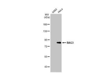 Anti-BAG3 antibody used in Western Blot (WB). GTX102396