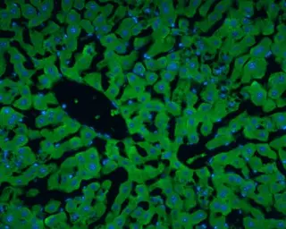 Anti-Albumin antibody used in IHC (Frozen sections) (IHC-Fr). GTX102419
