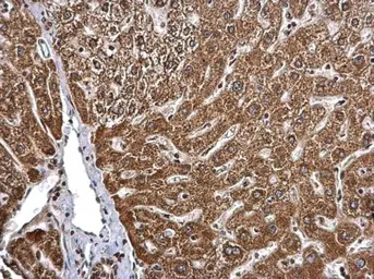 Anti-BMPR1B antibody [N3C3] used in IHC (Paraffin sections) (IHC-P). GTX102453