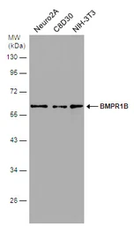 Anti-BMPR1B antibody [N3C3] used in Western Blot (WB). GTX102453