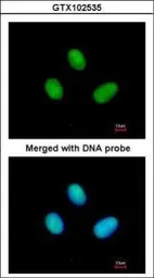 Anti-RPB2 antibody [N1], N-term used in Immunocytochemistry/ Immunofluorescence (ICC/IF). GTX102535