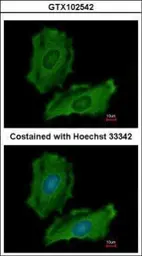 Anti-PTPN12 antibody [N1N2], N-term used in Immunocytochemistry/ Immunofluorescence (ICC/IF). GTX102542