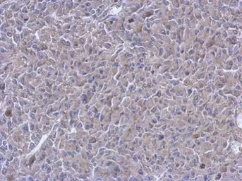Anti-PTPN12 antibody [N1N2], N-term used in IHC (Paraffin sections) (IHC-P). GTX102542