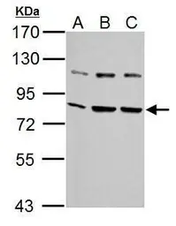 Anti-Grp78 antibody [C2C3], C-term used in Western Blot (WB). GTX102567