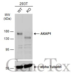 Anti-AKAP1 antibody [C2C3], C-term used in Western Blot (WB). GTX102578