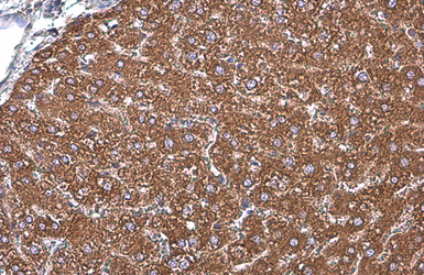 Anti-Grp78 antibody [N2C1], Internal used in IHC (Paraffin sections) (IHC-P). GTX102580