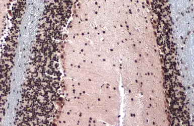 Anti-Topoisomerase II beta antibody [C3], C-term used in IHC (Paraffin sections) (IHC-P). GTX102640