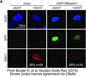 Anti-MDC1 antibody [N2N3] used in Immunocytochemistry/ Immunofluorescence (ICC/IF). GTX102673