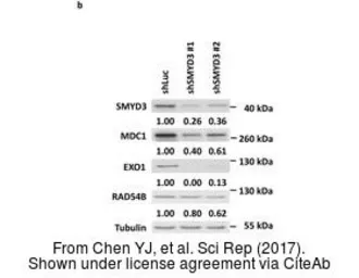 Anti-MDC1 antibody [N2N3] used in Western Blot (WB). GTX102673