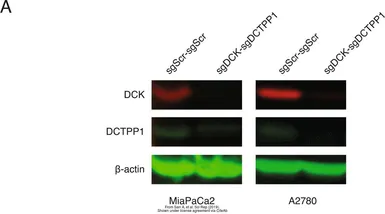 Anti-DCK antibody used in Western Blot (WB). GTX102800