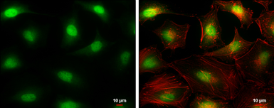 Anti-DCK antibody used in Immunocytochemistry/ Immunofluorescence (ICC/IF). GTX102800