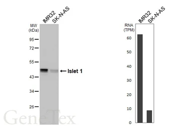 Anti-Islet 1 antibody used in Western Blot (WB). GTX102807