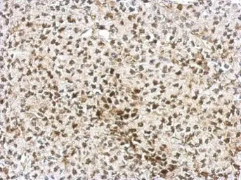 Anti-AF9 antibody used in IHC (Paraffin sections) (IHC-P). GTX102835