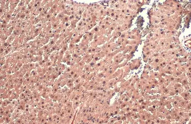 Anti-AF9 antibody used in IHC (Paraffin sections) (IHC-P). GTX102835