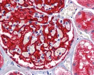 Anti-Aminopeptidase A antibody [C2C3], C-term used in IHC (Paraffin sections) (IHC-P). GTX102838