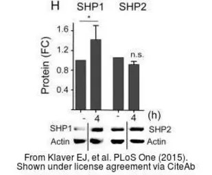 Anti-SHP1 antibody used in Western Blot (WB). GTX102864