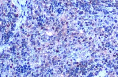 Anti-SHP1 antibody used in IHC (Paraffin sections) (IHC-P). GTX102864