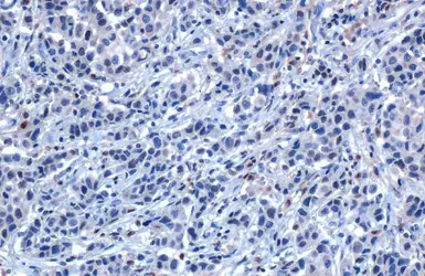 Anti-SHP1 antibody used in IHC (Paraffin sections) (IHC-P). GTX102864