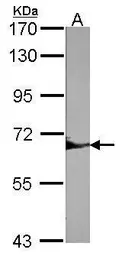 Anti-SHP1 antibody used in Western Blot (WB). GTX102864