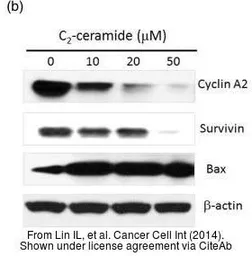 Anti-Cyclin A2 antibody used in Western Blot (WB). GTX103042