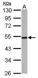 Anti-Cyclin A2 antibody used in Western Blot (WB). GTX103042