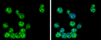 Anti-GLMN antibody used in Immunocytochemistry/ Immunofluorescence (ICC/IF). GTX103064