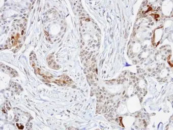 Anti-STIP1 antibody used in IHC (Paraffin sections) (IHC-P). GTX103068
