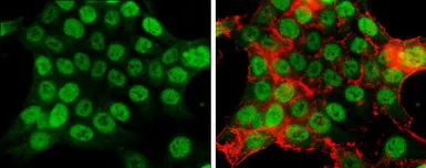 Anti-MCM2 antibody [N1N2], N-term used in Immunocytochemistry/ Immunofluorescence (ICC/IF). GTX103071