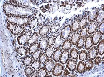 Anti-NRF1 antibody used in IHC (Paraffin sections) (IHC-P). GTX103179