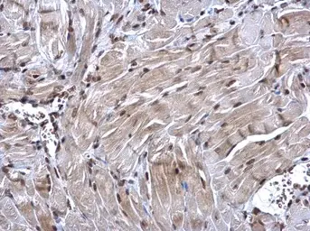 Anti-NRF1 antibody used in IHC (Paraffin sections) (IHC-P). GTX103179